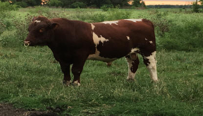Bull