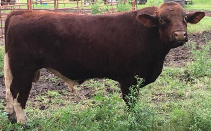Bull