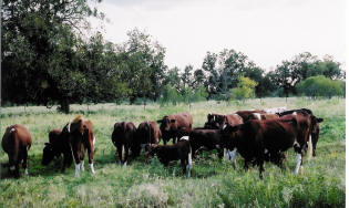 Herd